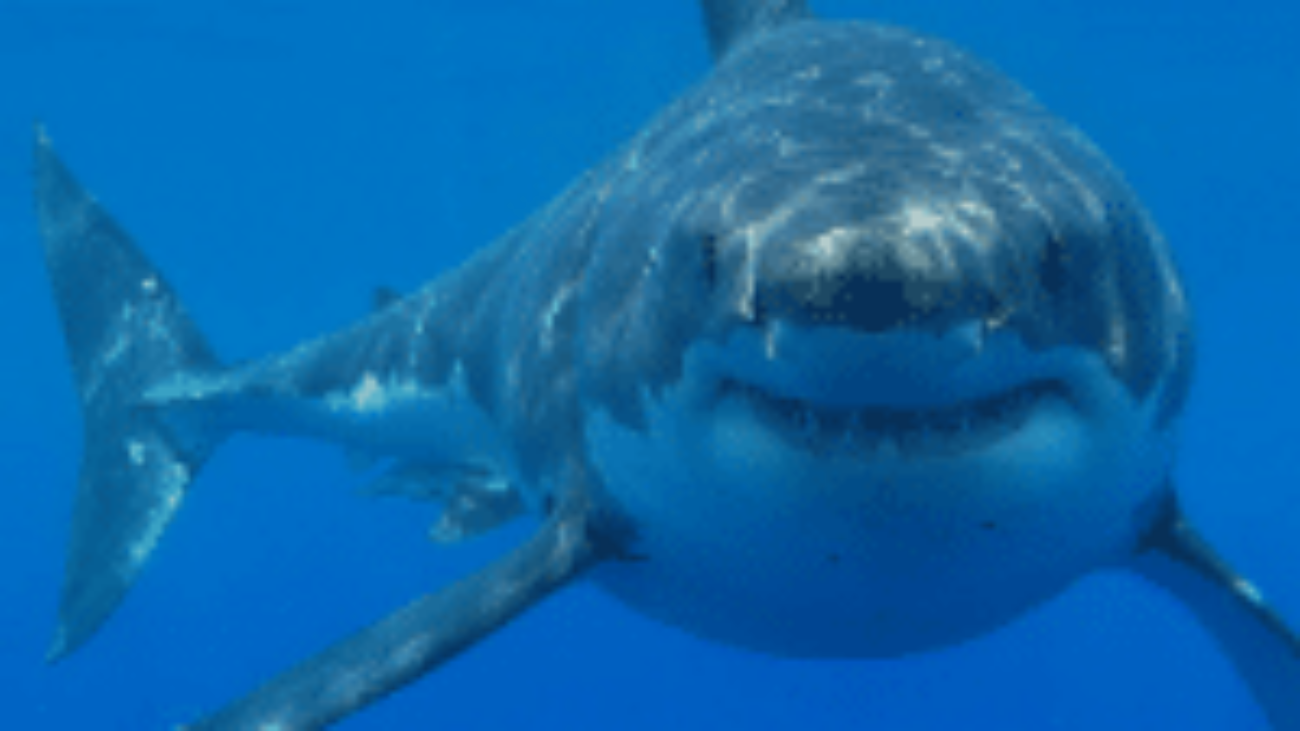 shark_280x210_0